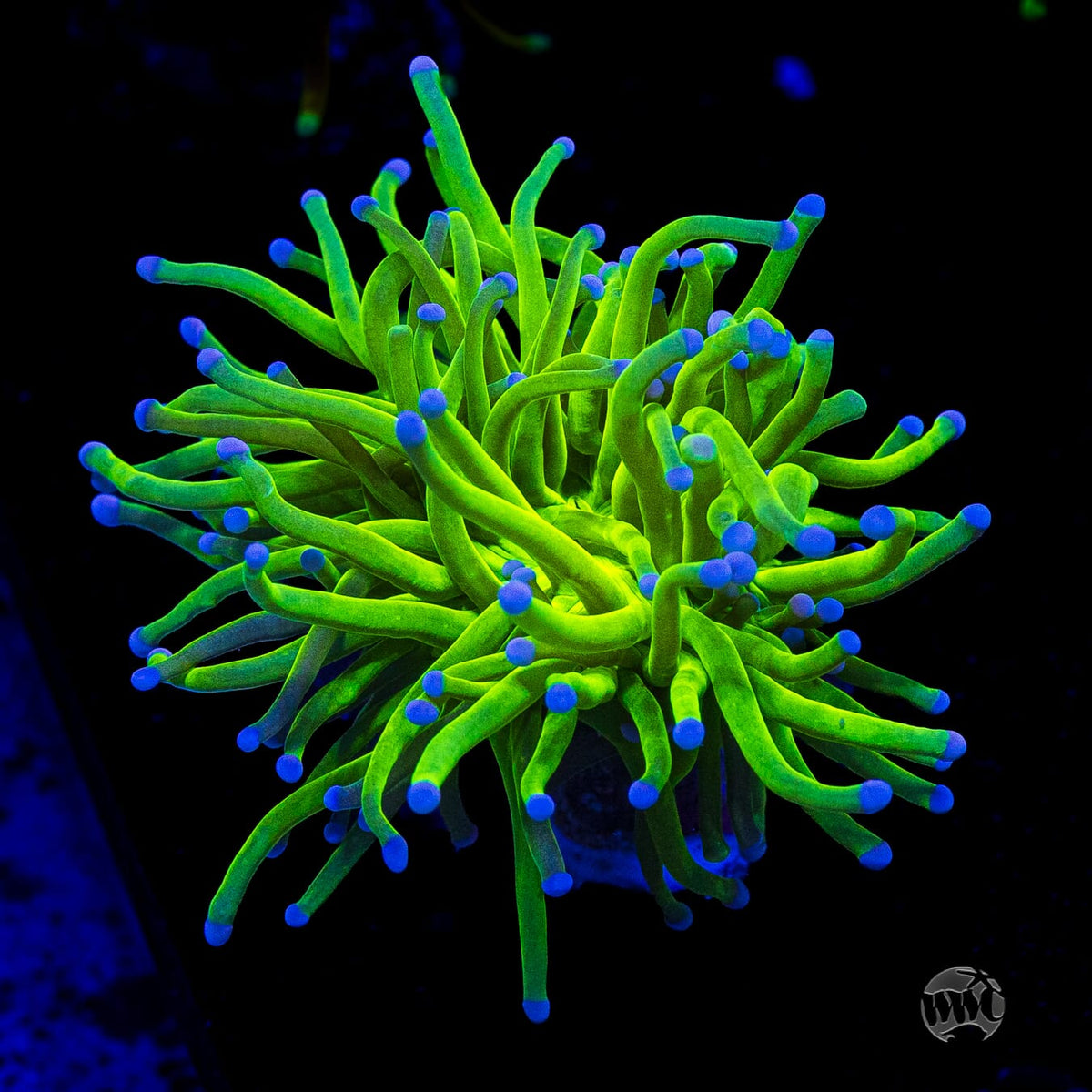 Blue Tipped Cotton Candy Torch
