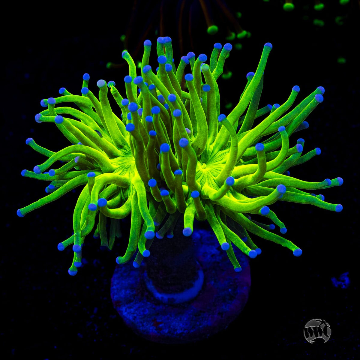 Blue Tipped Cotton Candy Torch
