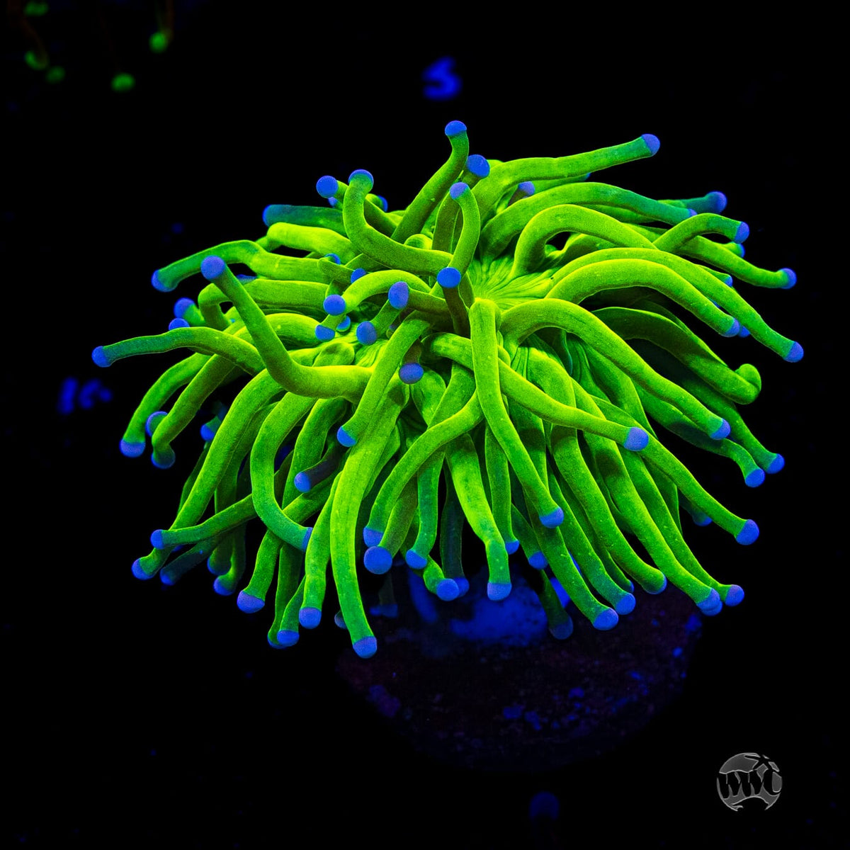 Blue Tipped Cotton Candy Torch