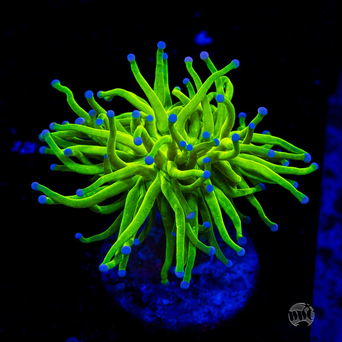 Blue Tipped Cotton Candy Torch