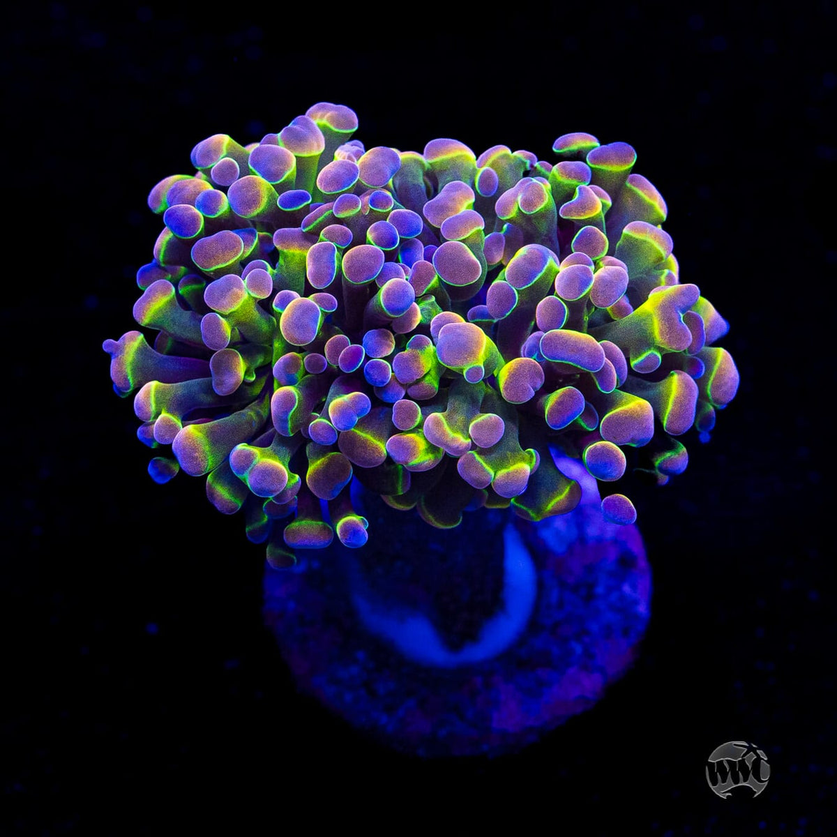 Holy Grail Branching Hammer