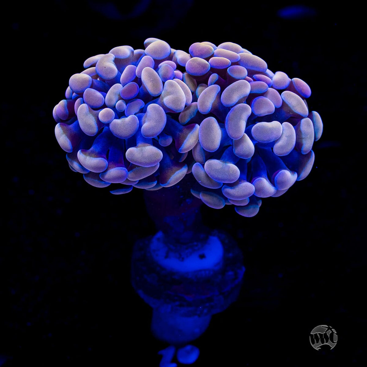 Peach Lavender Branching Hammer