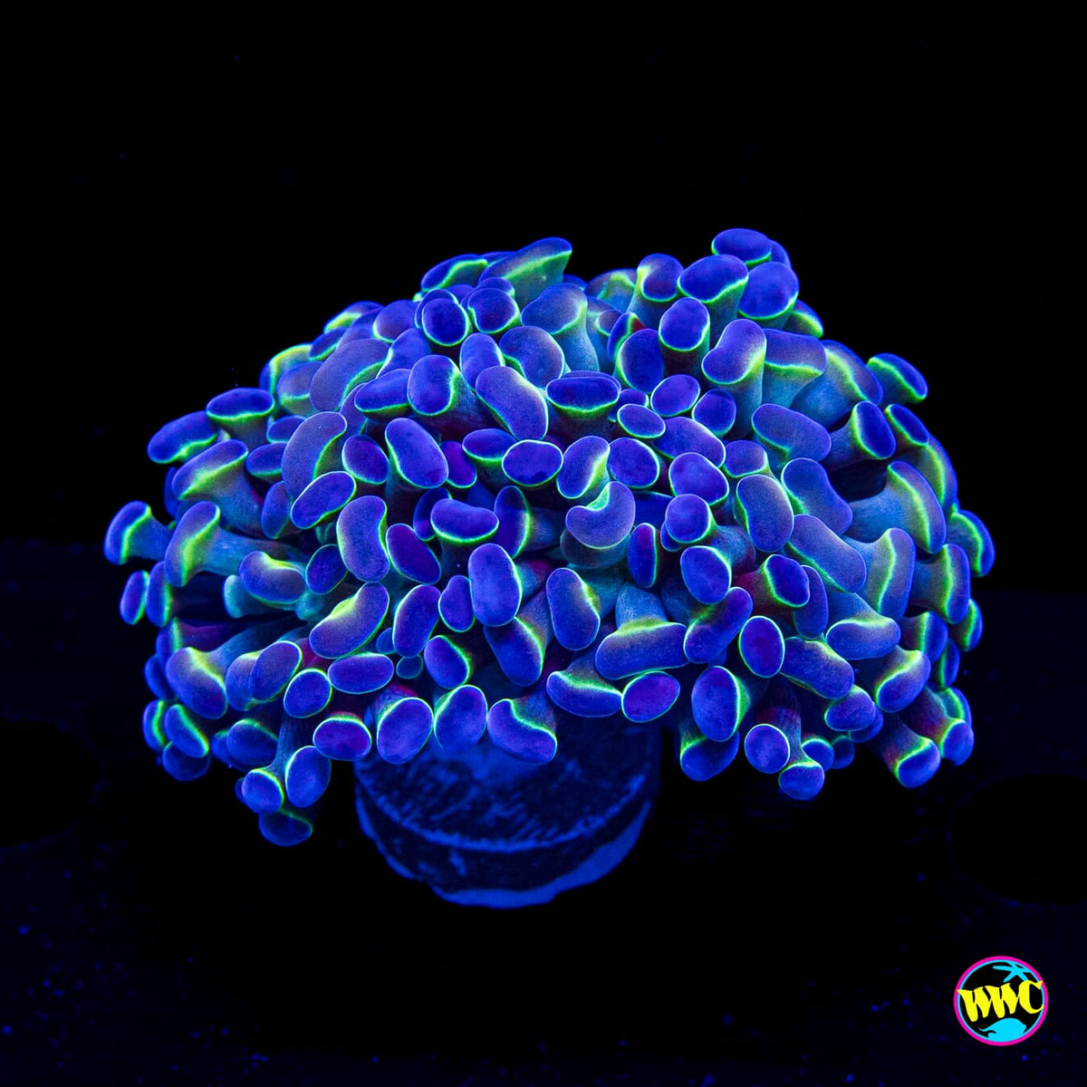 Hologram Branching Hammer