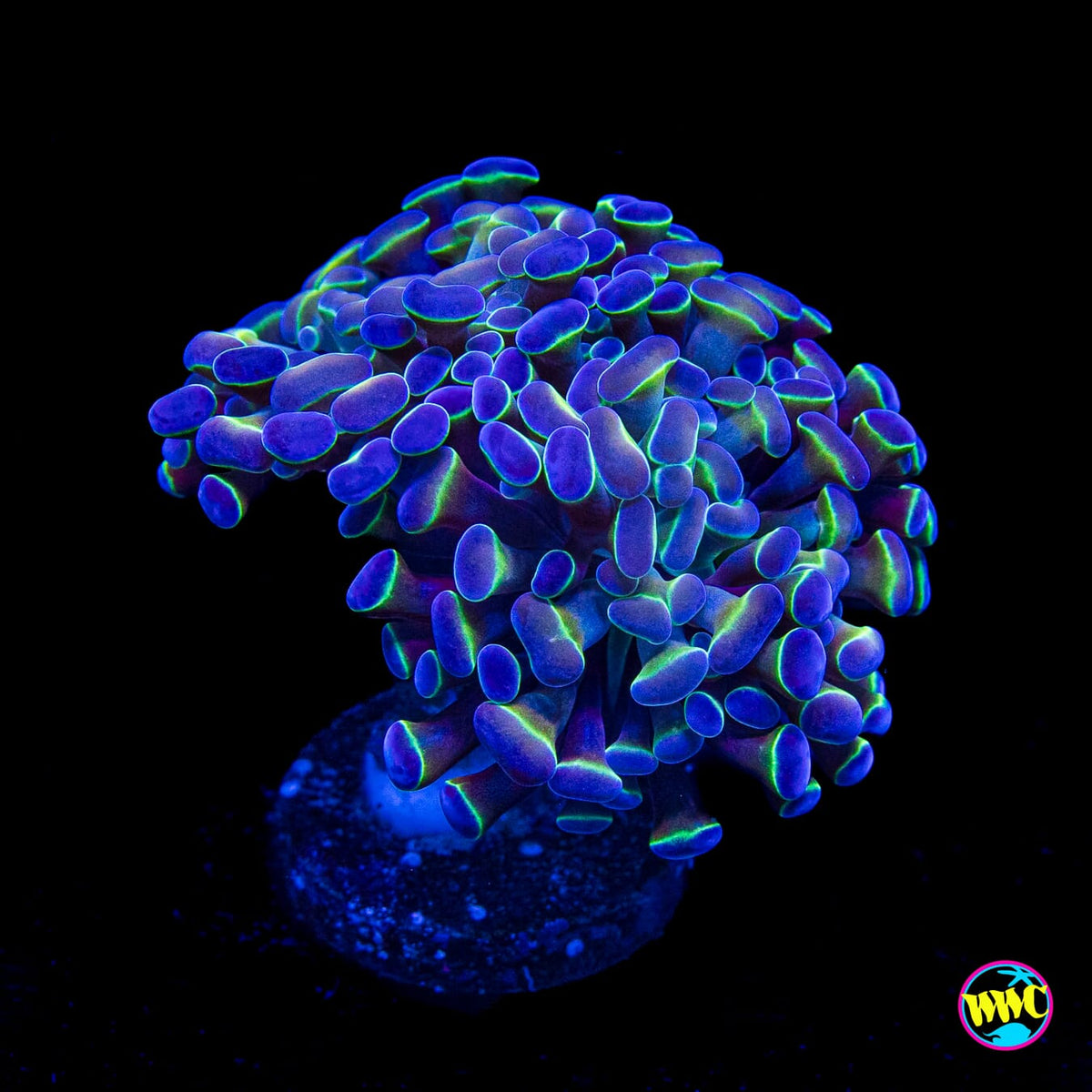 Hologram Branching Hammer