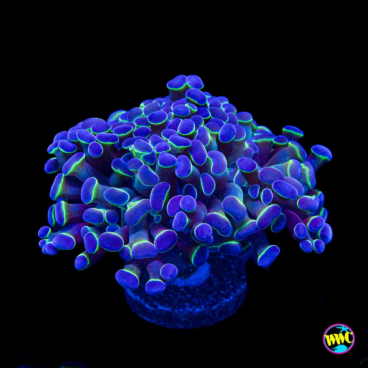 Hologram Branching Hammer