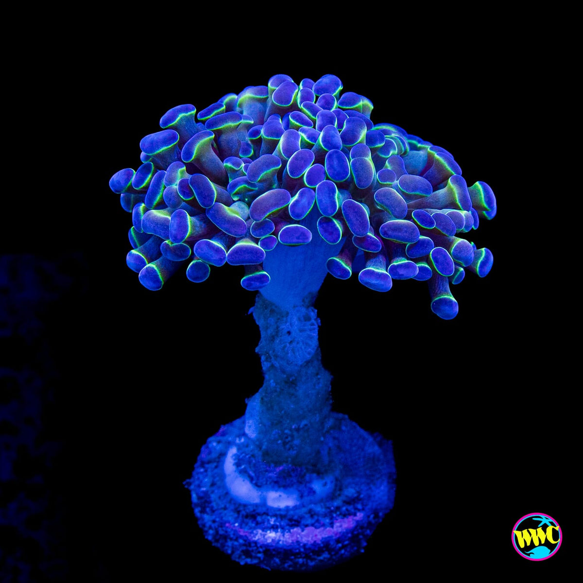 Hologram Branching Hammer