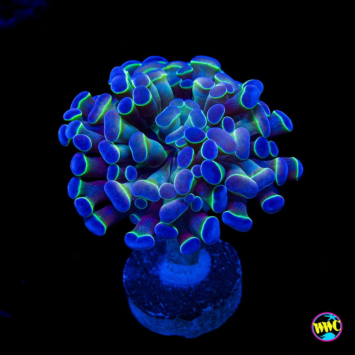Hologram Branching Hammer