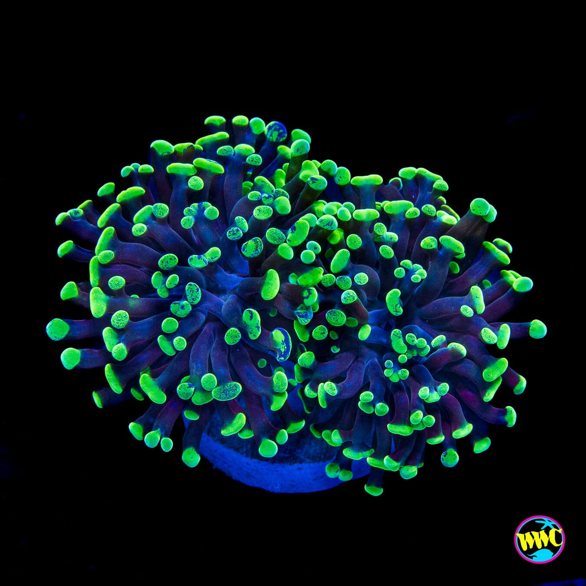 Neon Splatter Branching Hammer