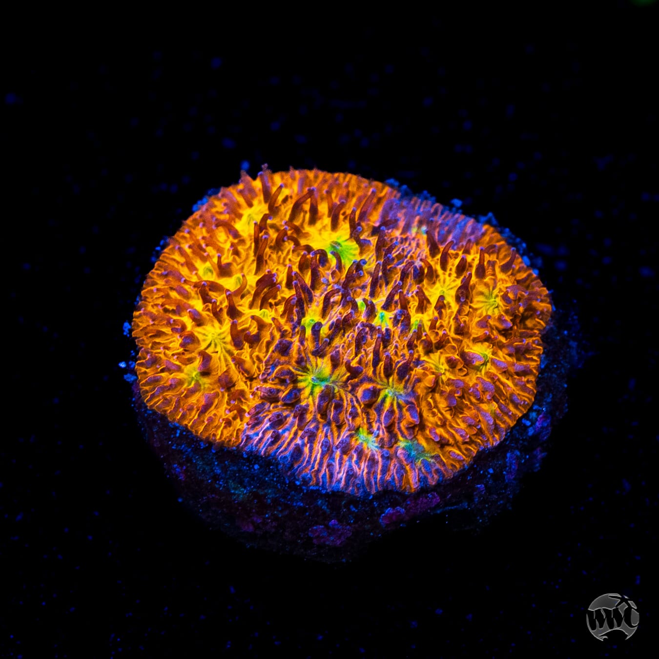 WWC Grafted C3PO Lithophyllon Coral