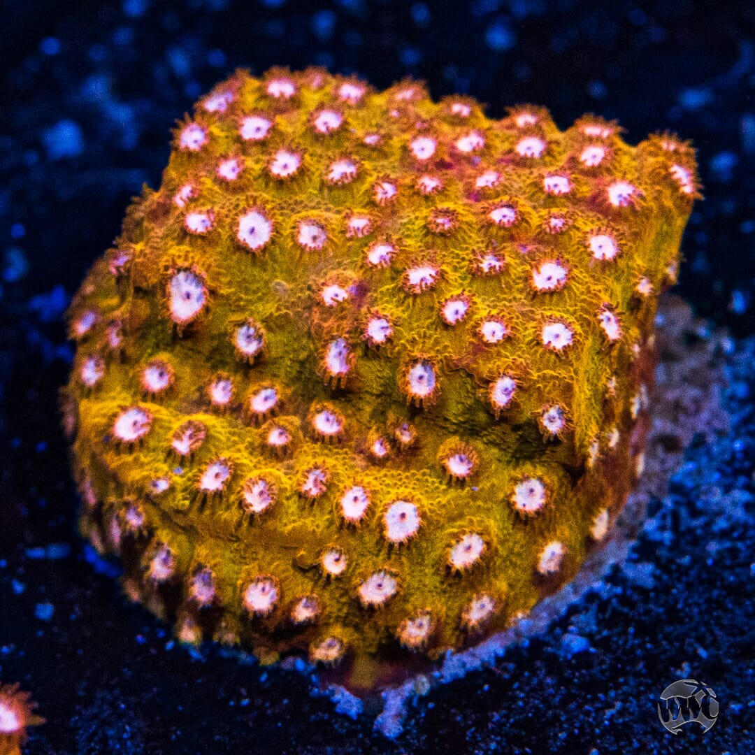 WWC Butterscotch Cyphastrea Coral