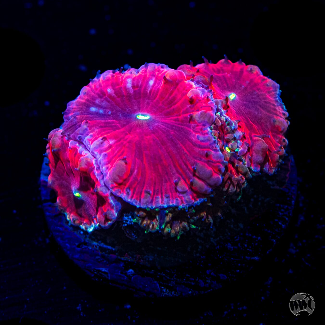 Bloodbath Blastomussa