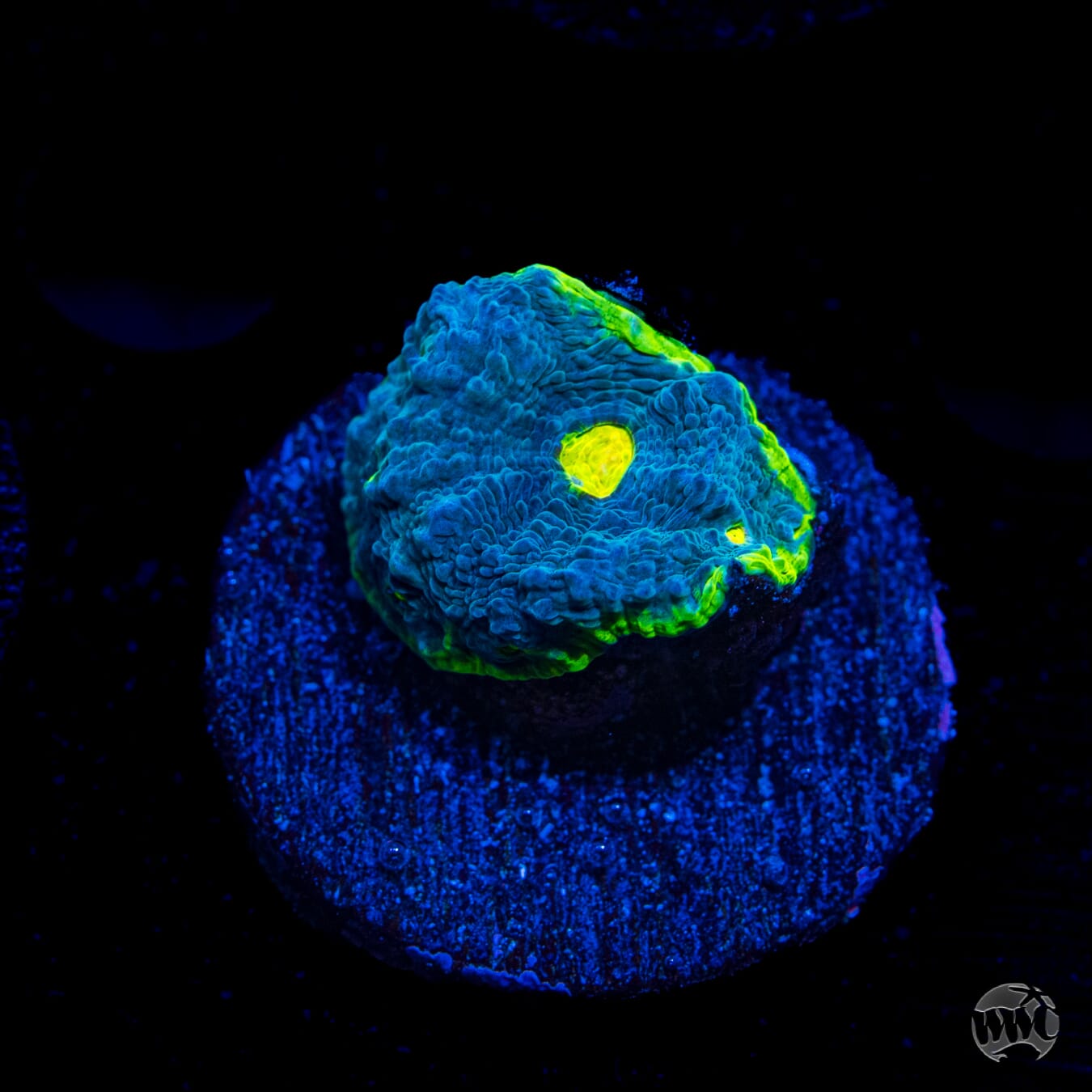 WWC Deja Blue Chalice