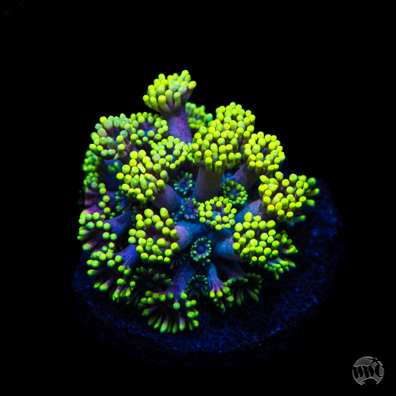 WWC Hail Hydra Goniopora