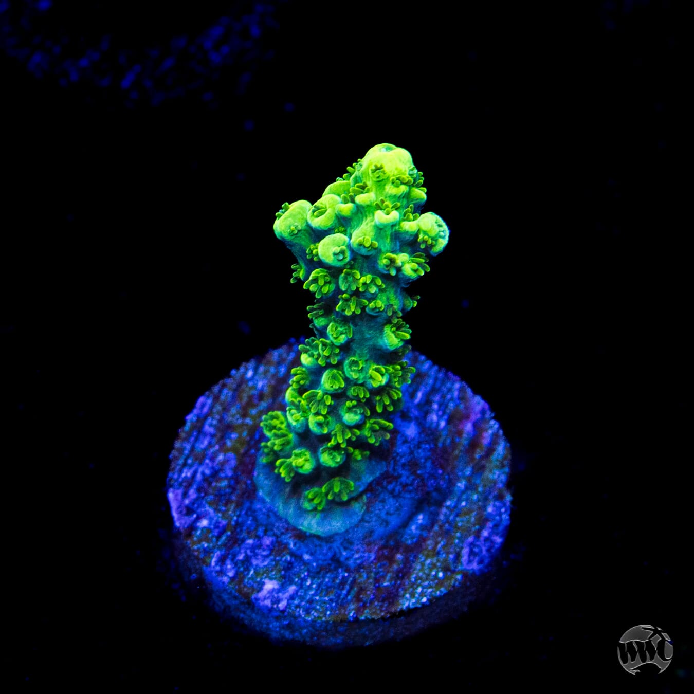 ORA Purple Plasma Acropora