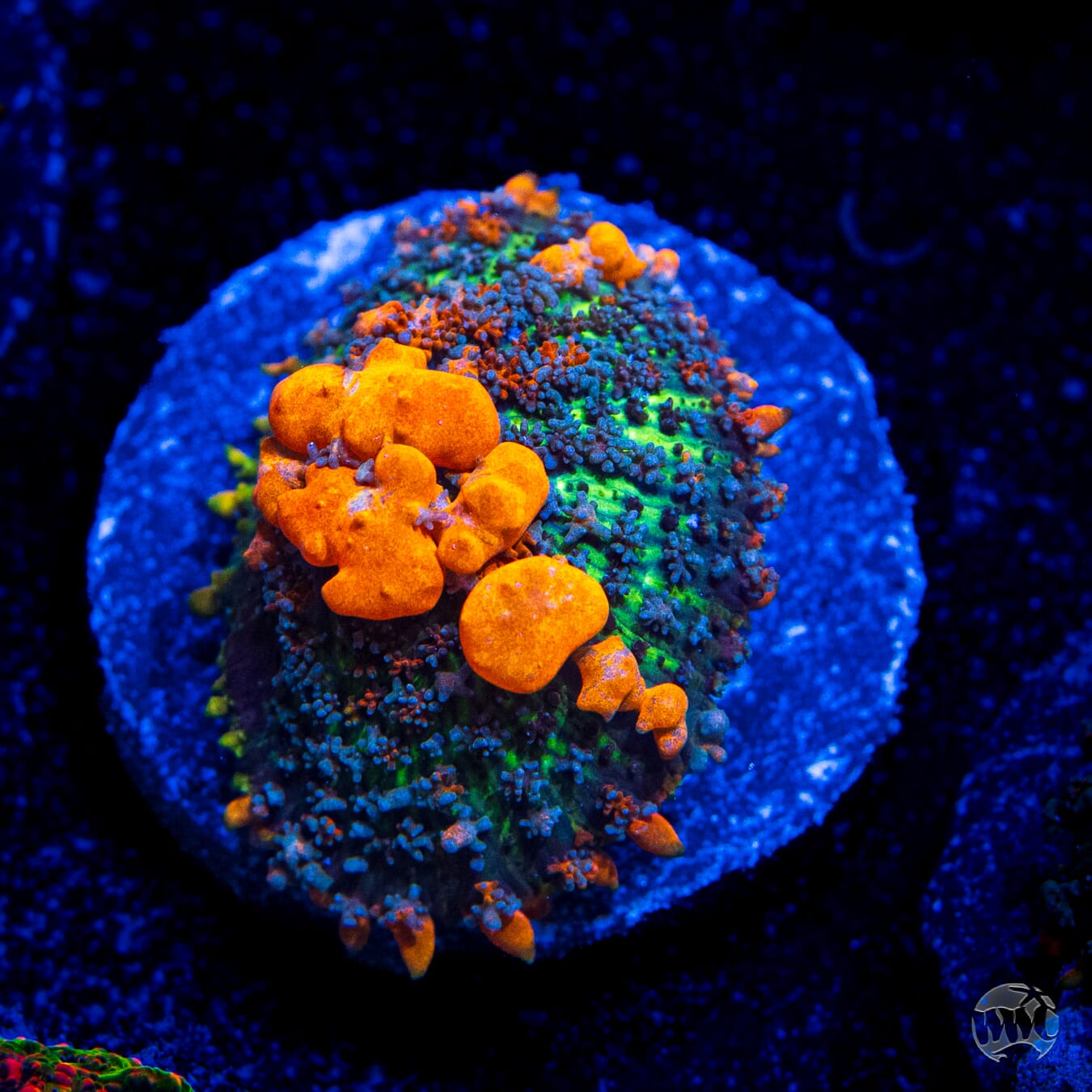 WWC Sunkist Bounce Mushroom