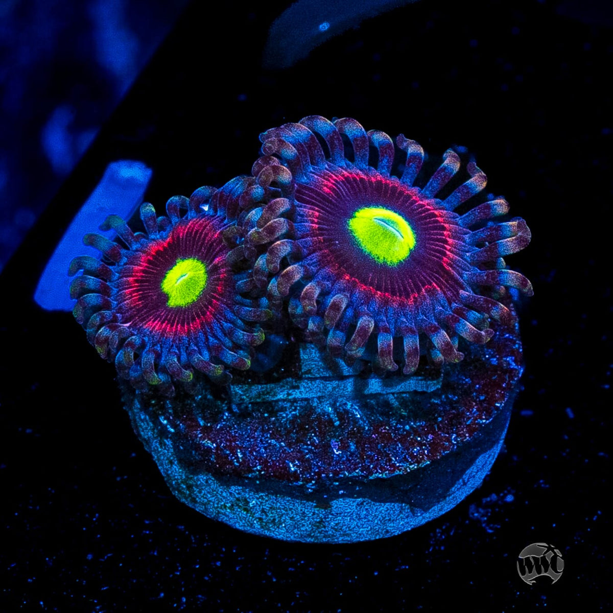Pink Ring of Death Zoanthids