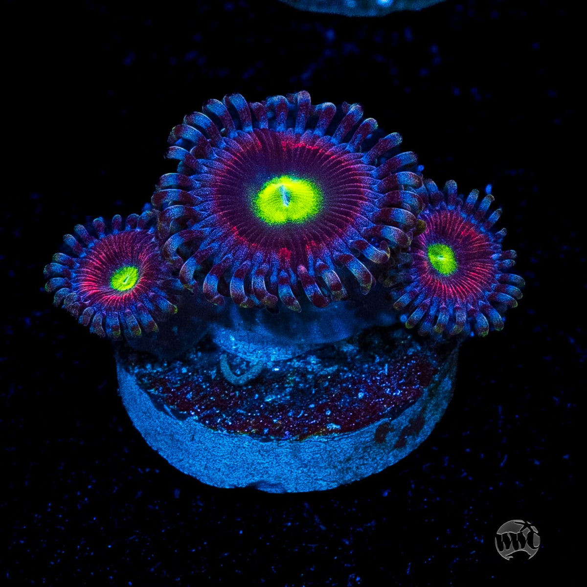 Pink Ring of Death Zoanthids