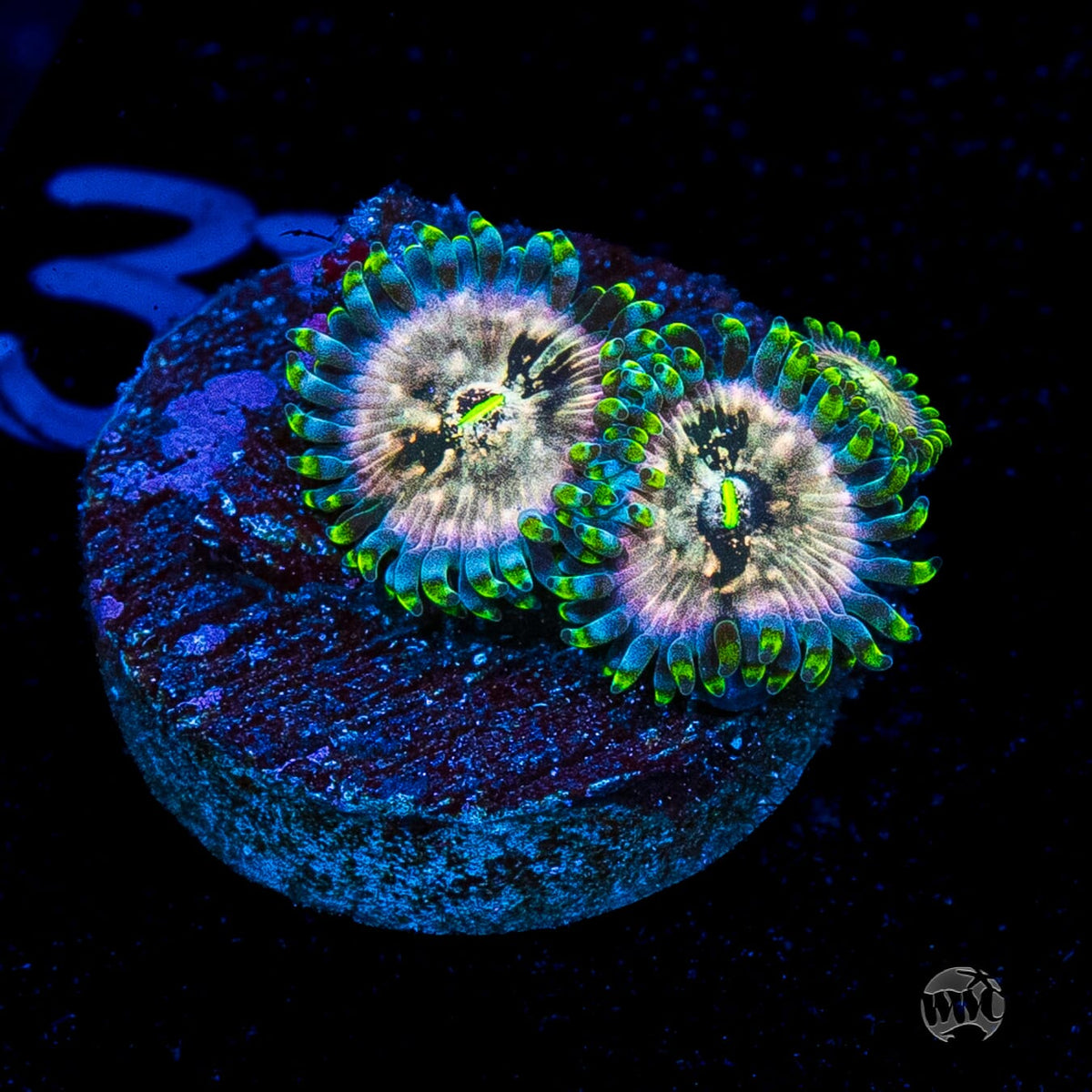 Hawaiian Ding Dang Zoanthids