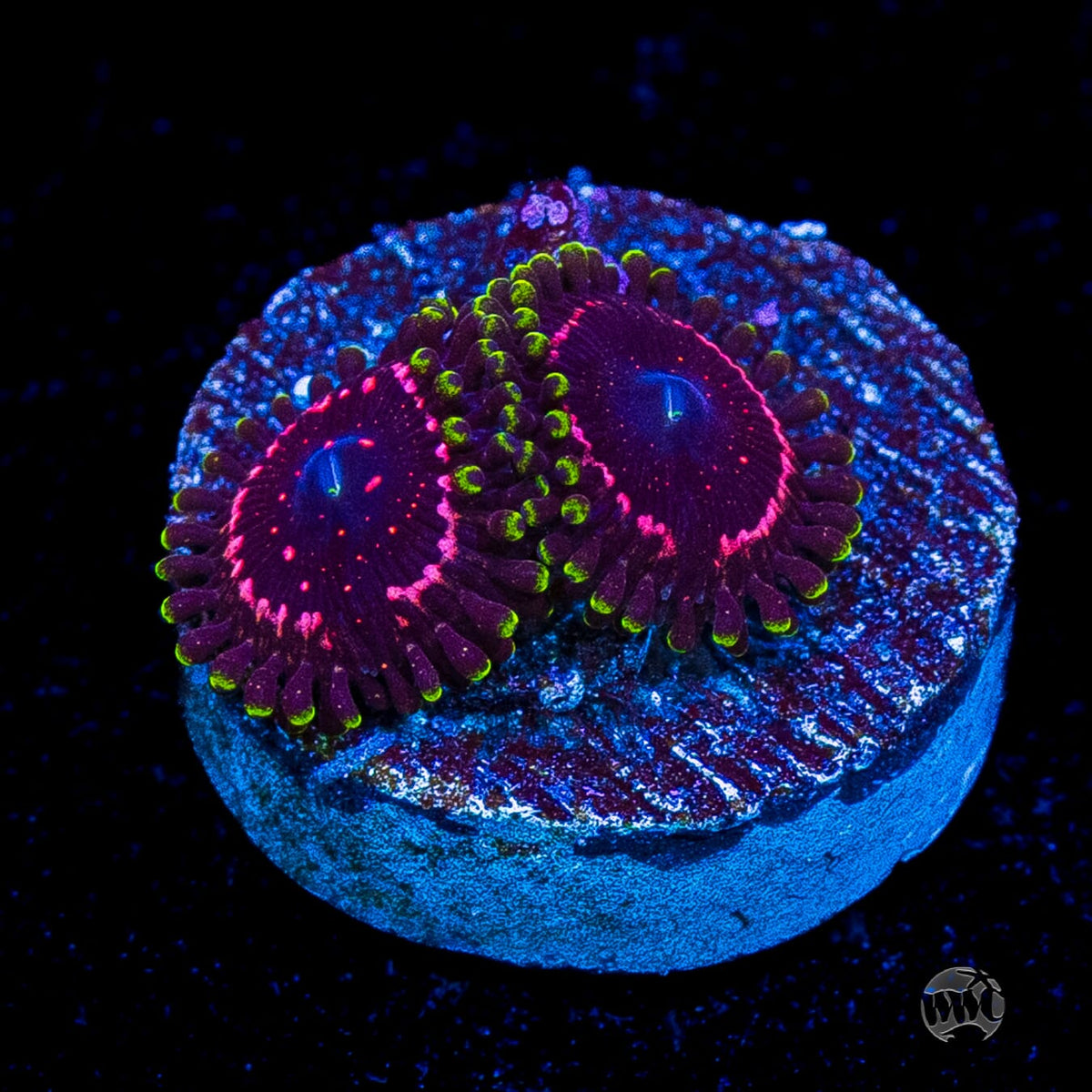 WWC Taser Zoanthids
