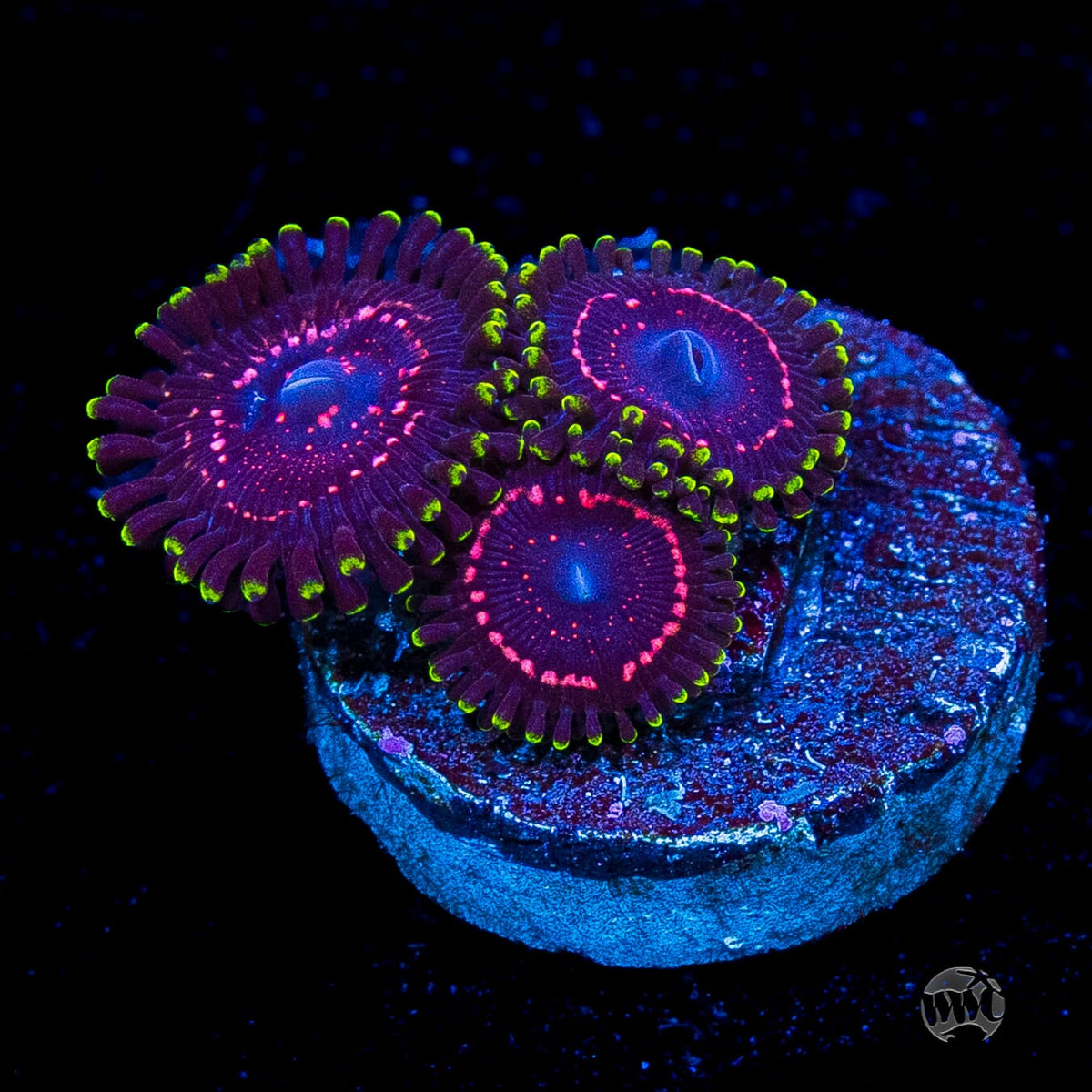 WWC Taser Zoanthids