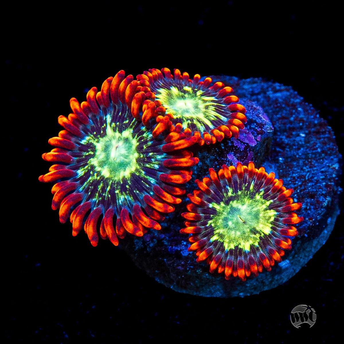 WWC Astral Shift Zoanthids
