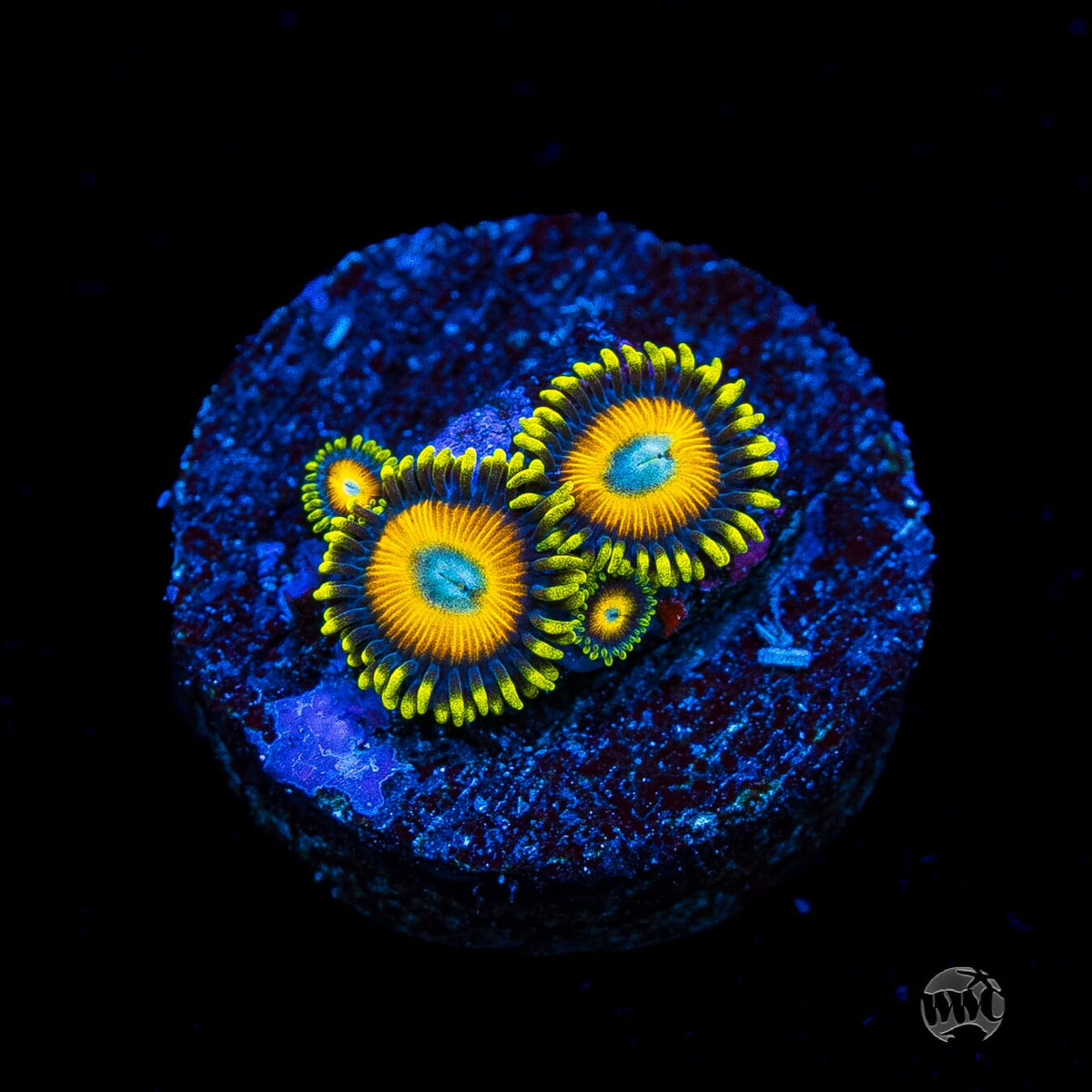 Scrambled Eggs Zoanthids