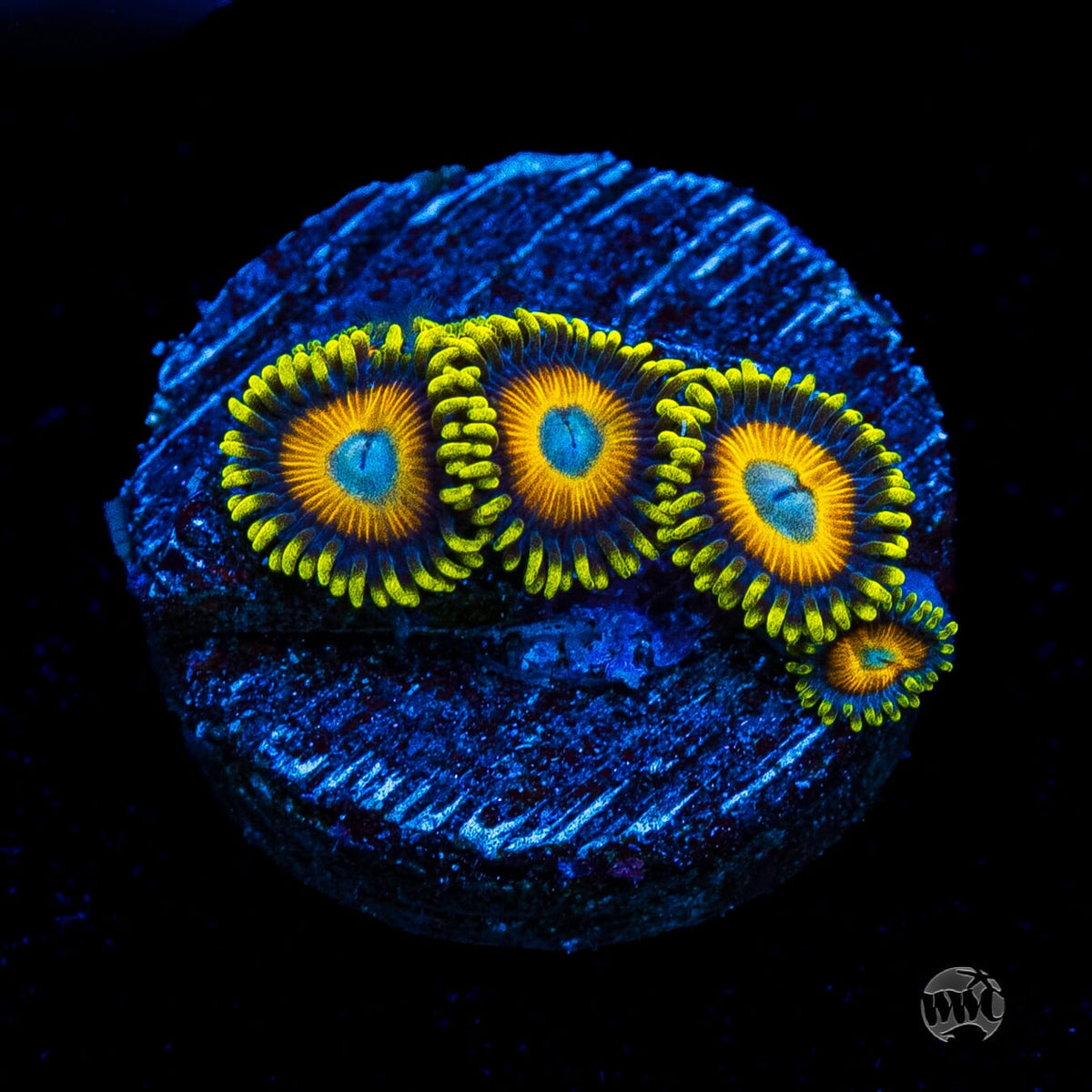 Scrambled Eggs Zoanthids