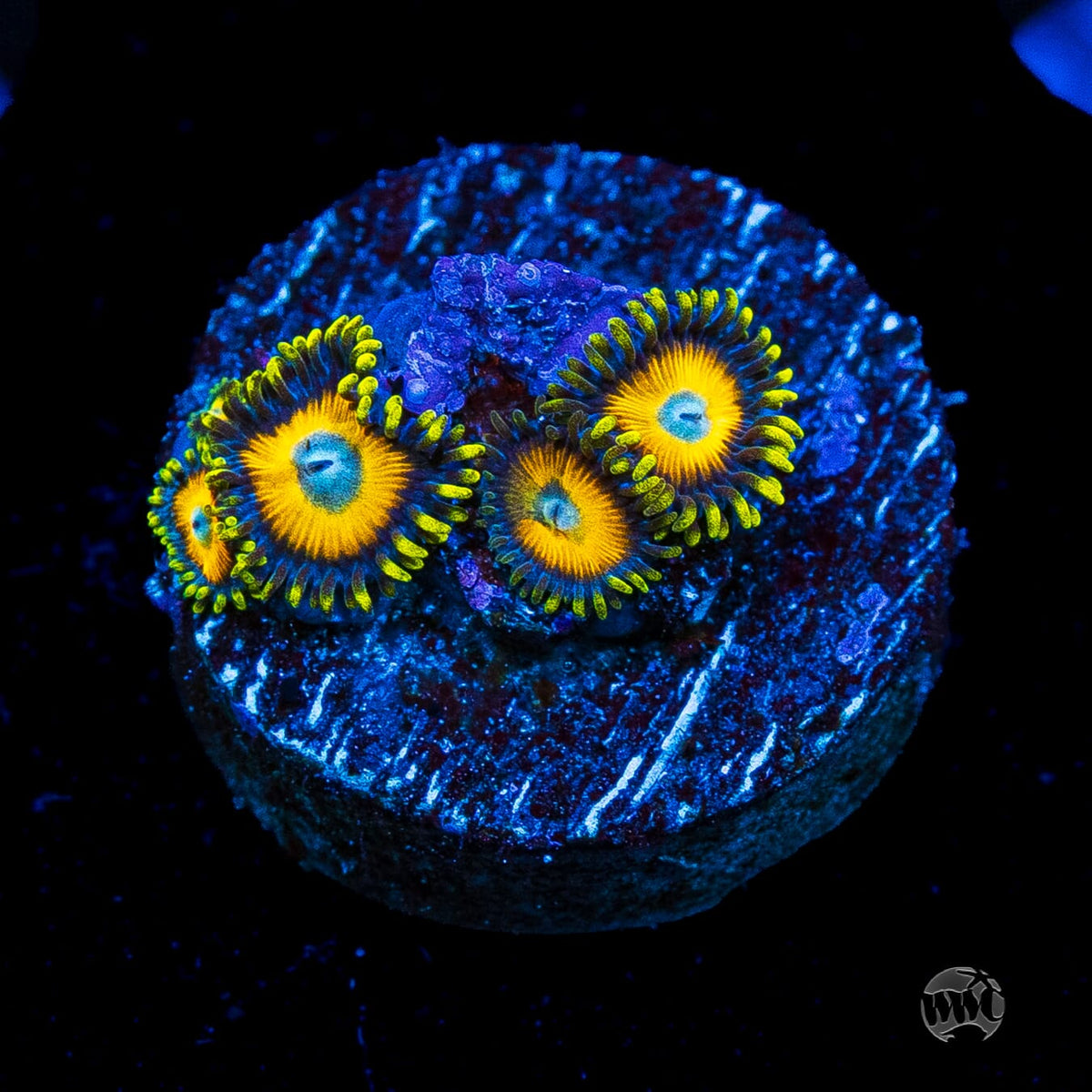 Scrambled Eggs Zoanthids