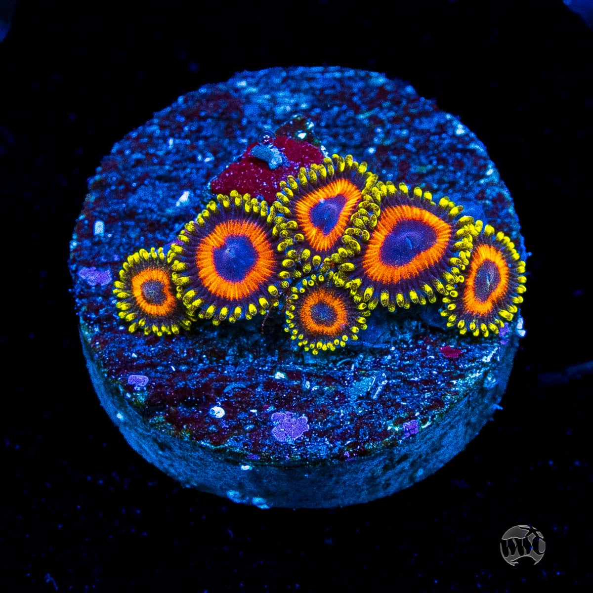 Eagle Eye Zoanthids