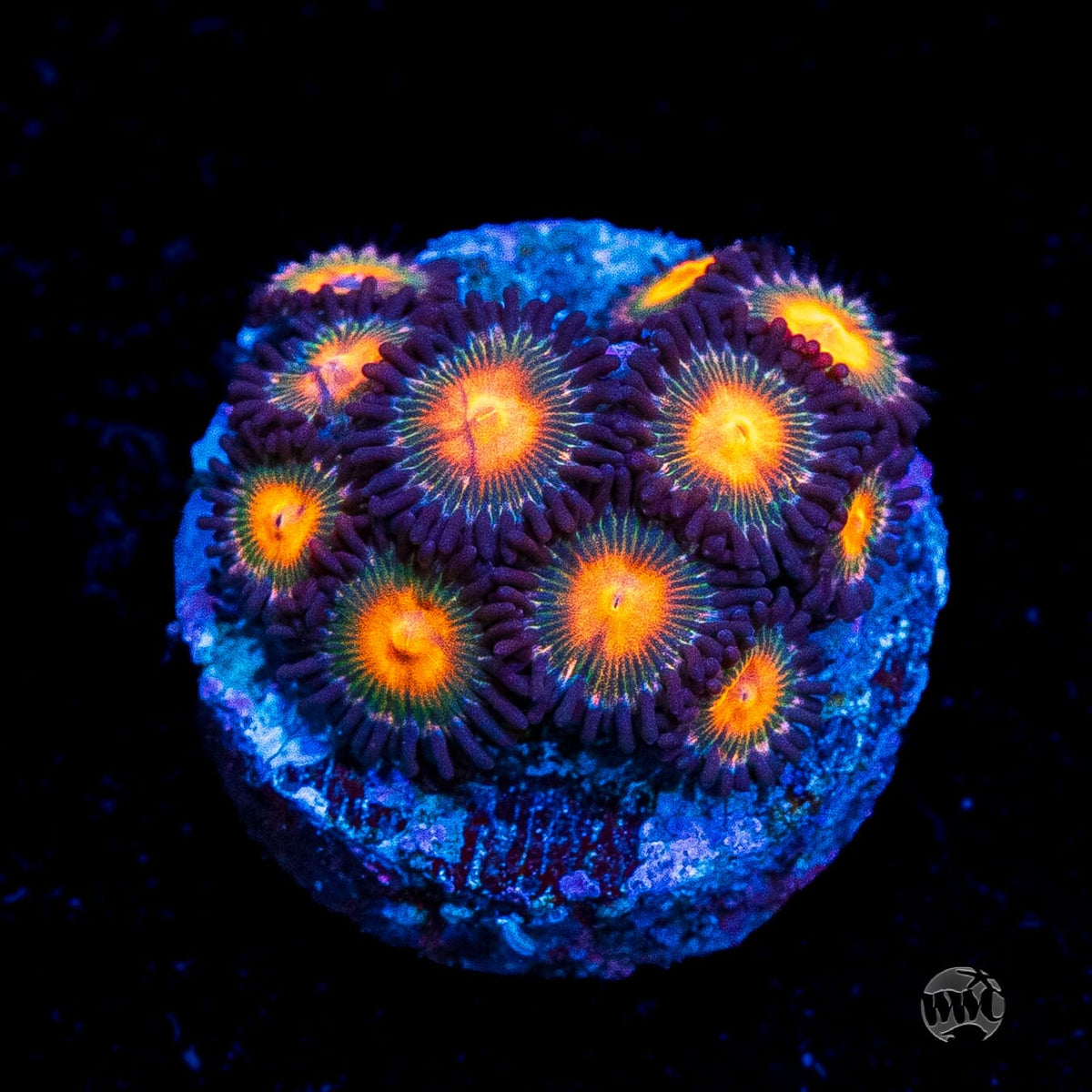 WWC Kiwi Sunset Zoanthids