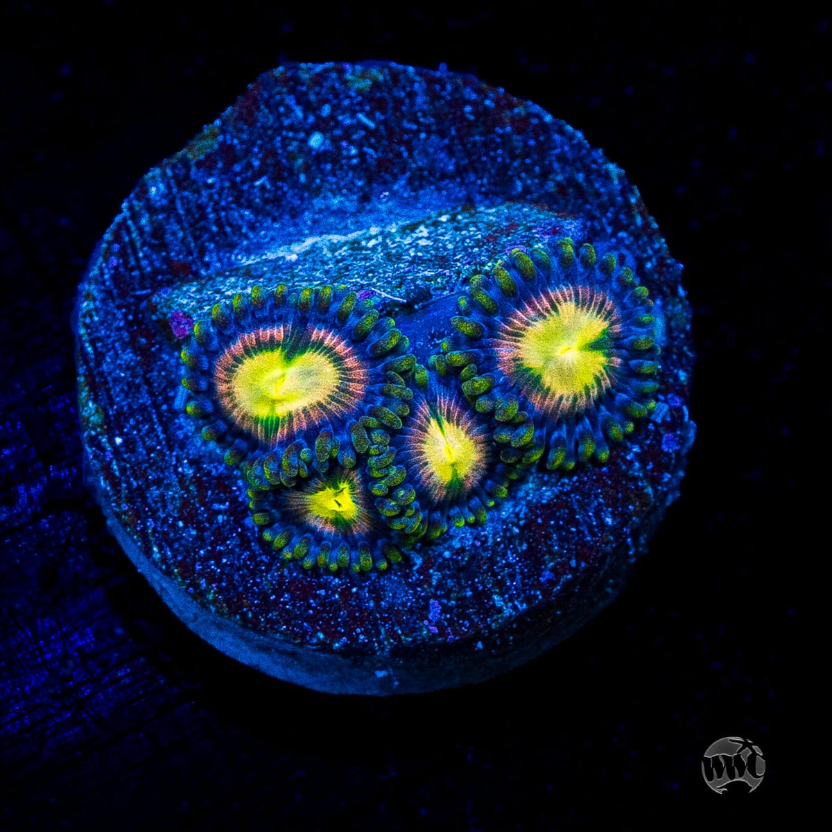 WWC Mystic Moon Zoanthids