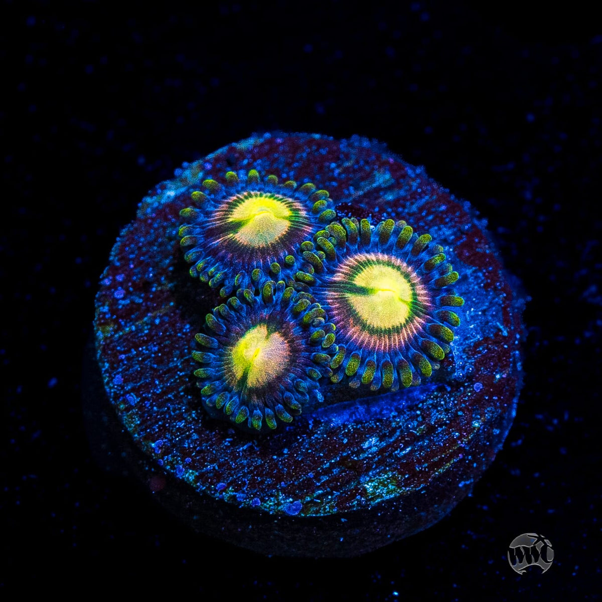 WWC Mystic Moon Zoanthids