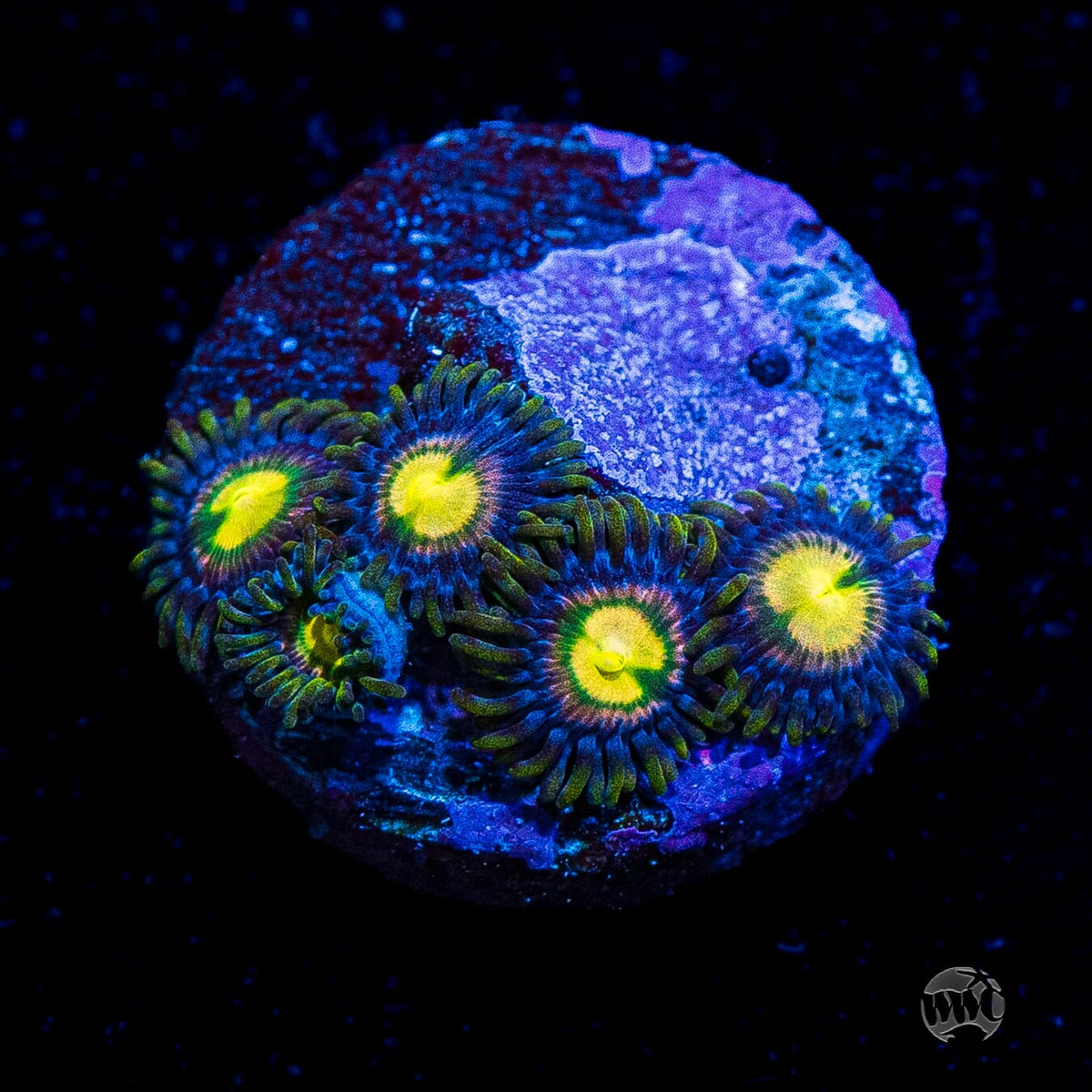 WWC Mystic Moon Zoanthids