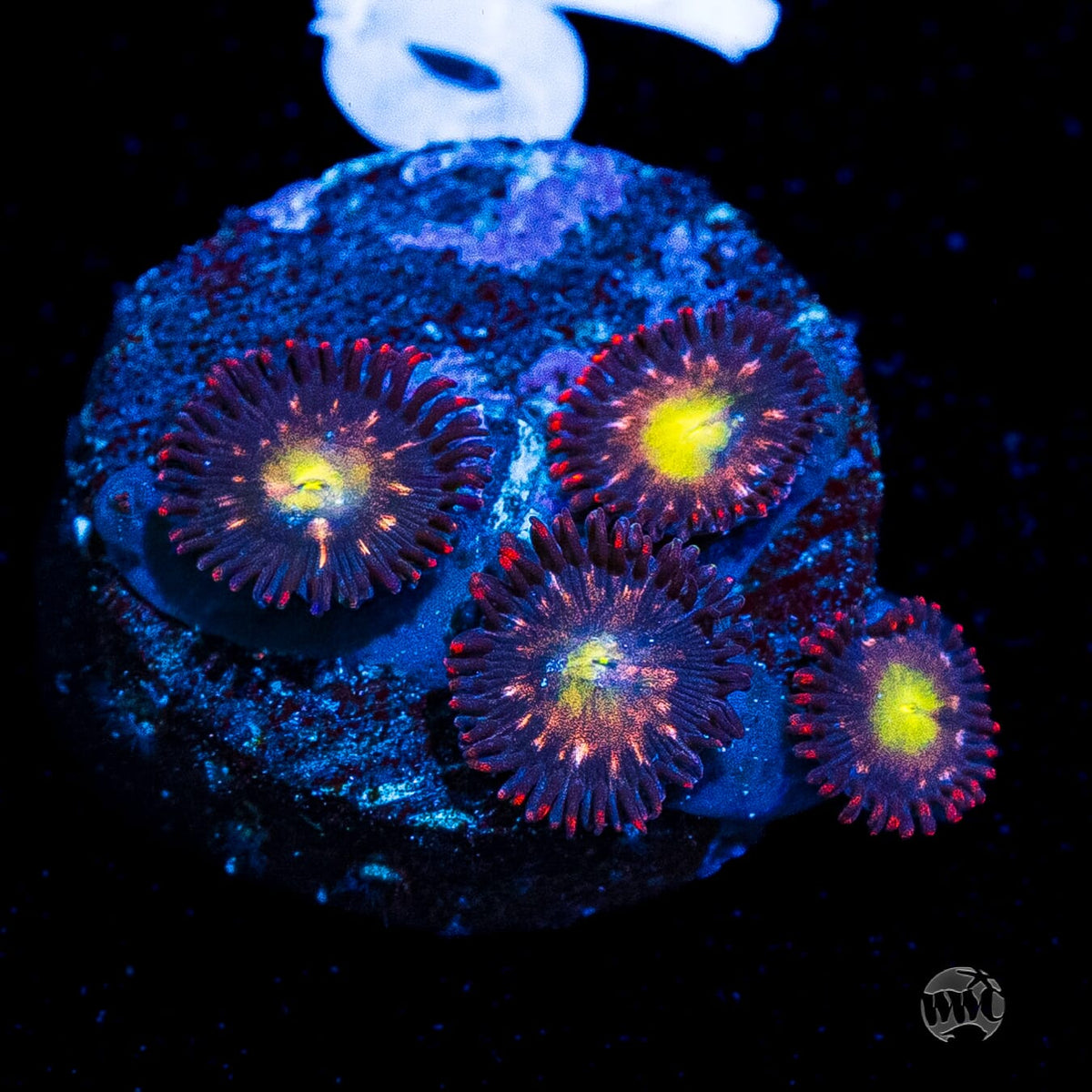 WWC Egg Yolks Zoanthids