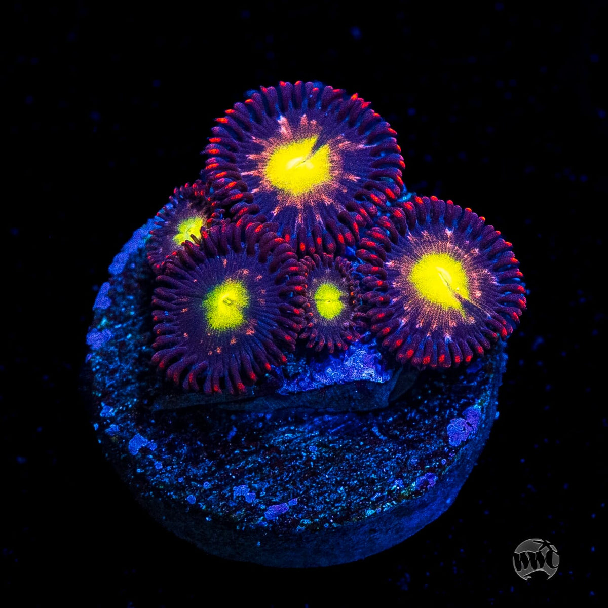 WWC Egg Yolks Zoanthids