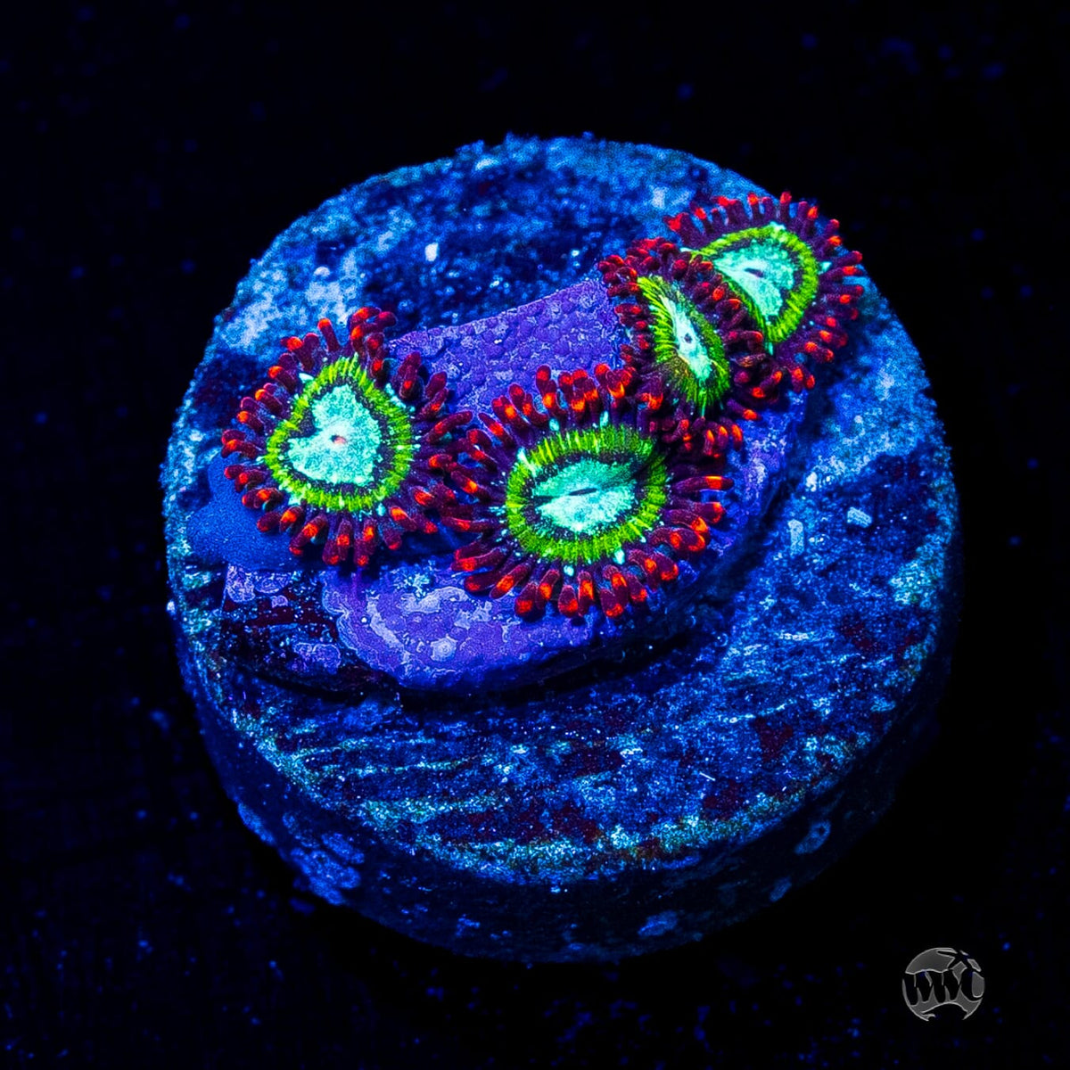WWC Viridian Zoanthids