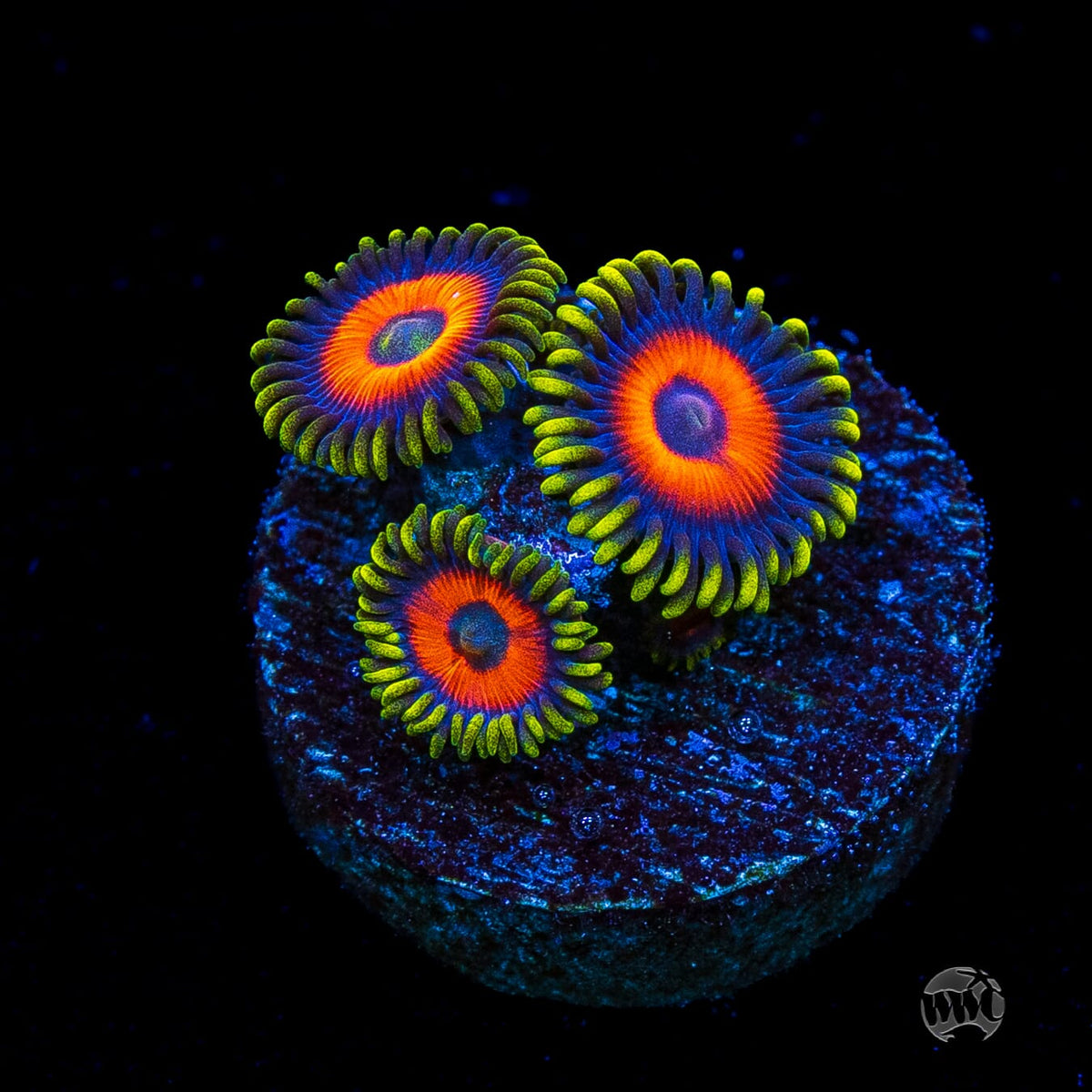 Rattlesnake Zoanthids