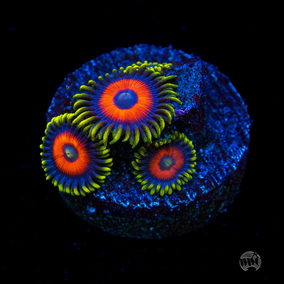 Rattlesnake Zoanthids