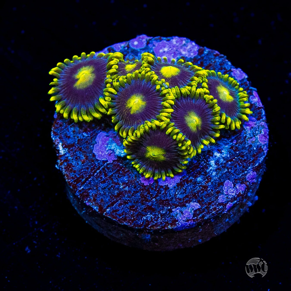 WWC Sunbeam Shuriken Zoanthids