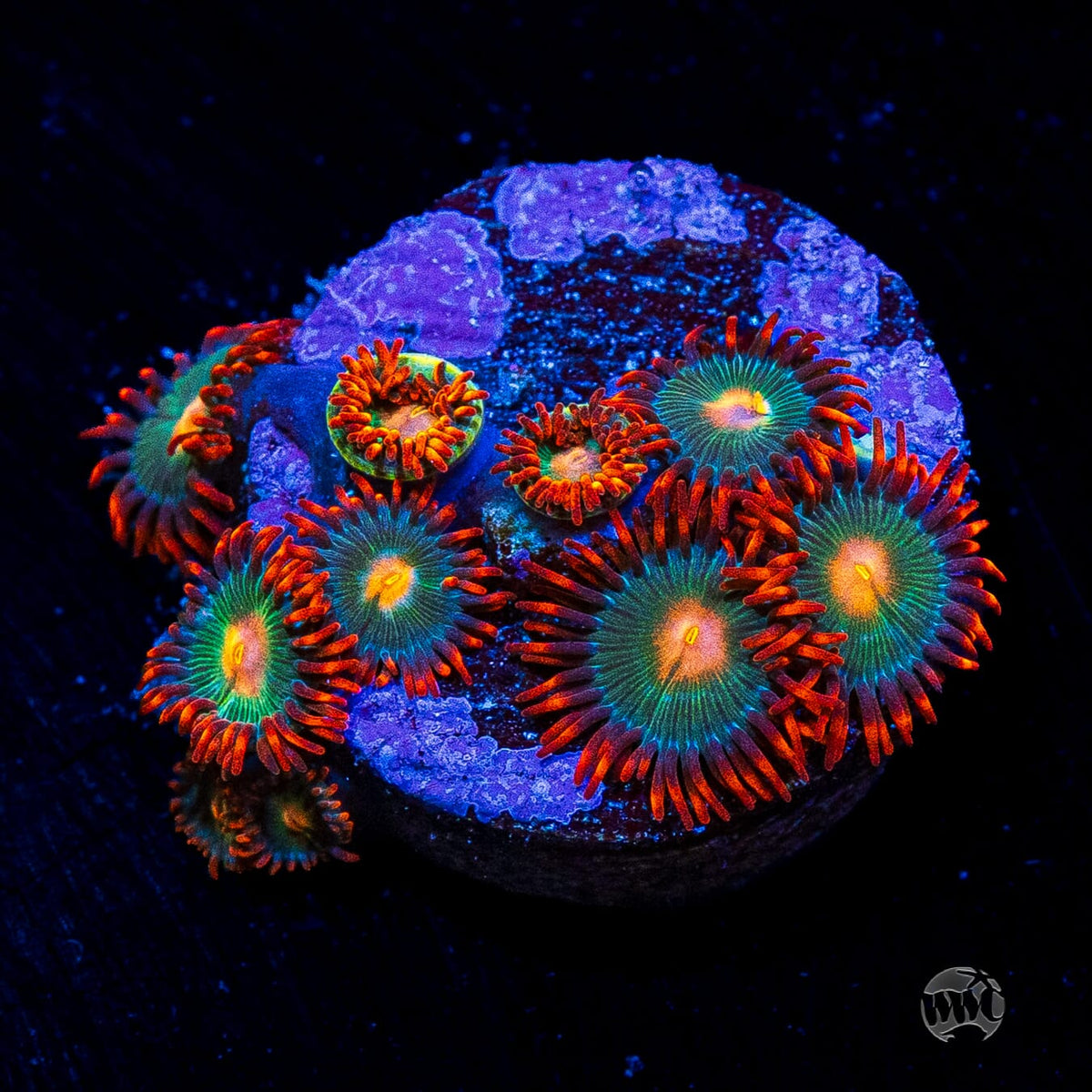 Gatorade Zoanthids