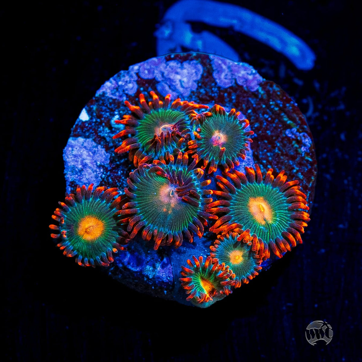Gatorade Zoanthids