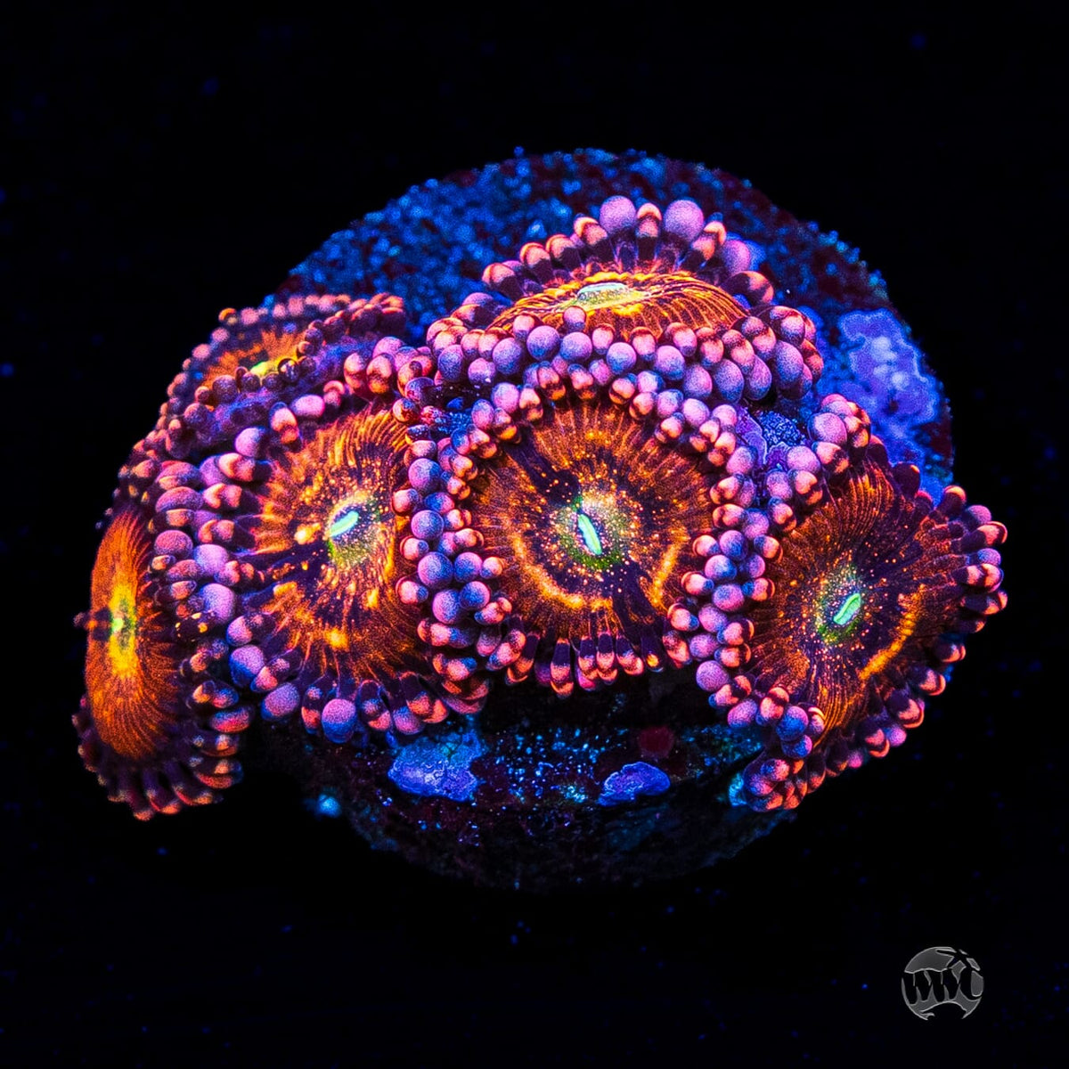 Playboy Bunny Zoanthids