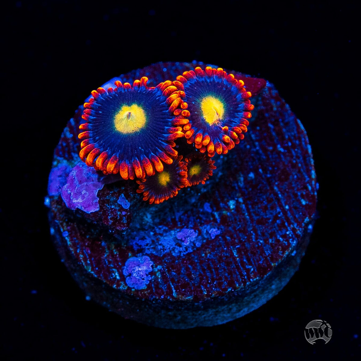 WWC Mandarin Monster Zoanthids