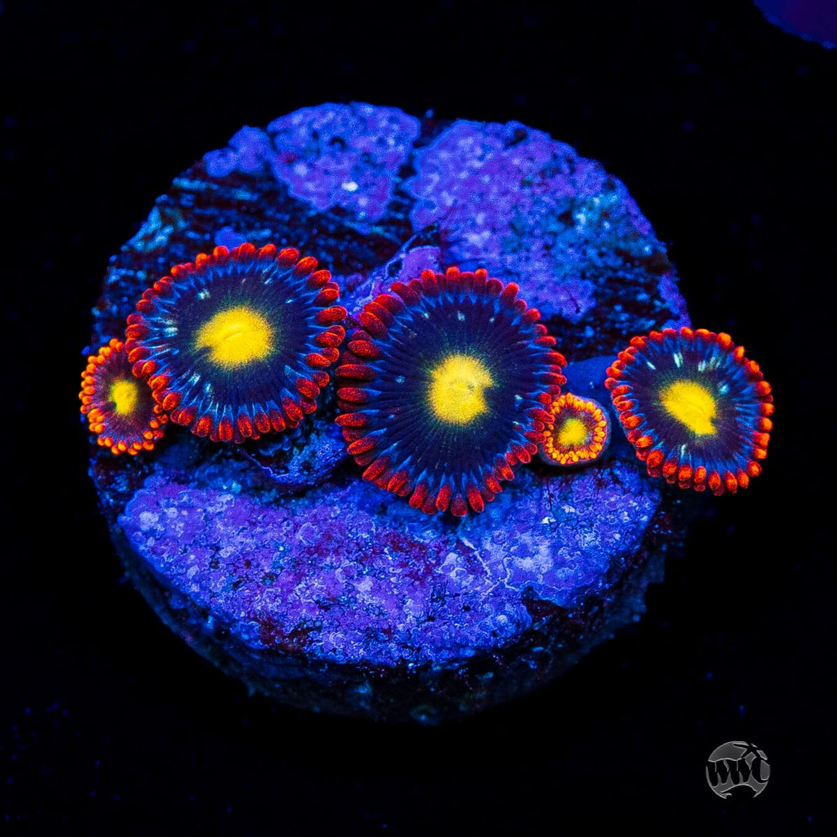 WWC Mandarin Monster Zoanthids