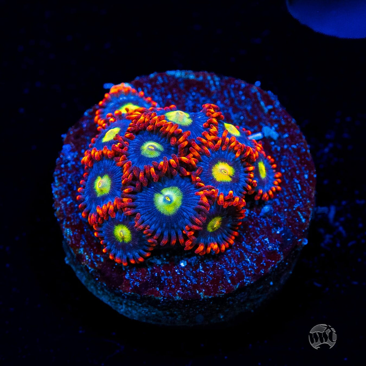 WWC Monster Mash Zoanthids