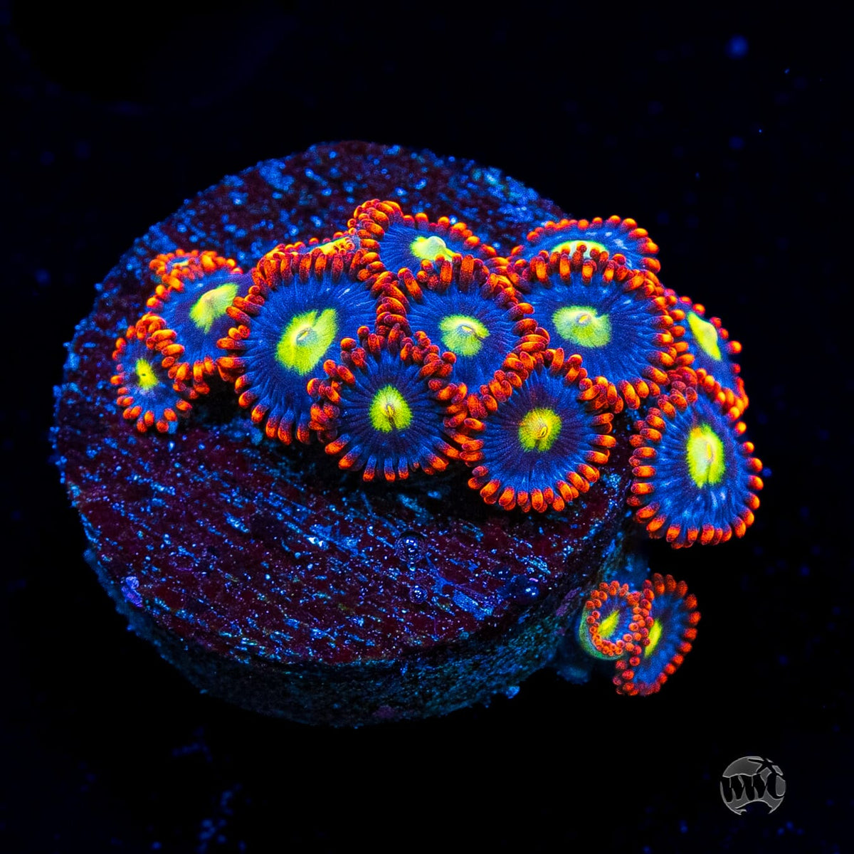 WWC Monster Mash Zoanthids