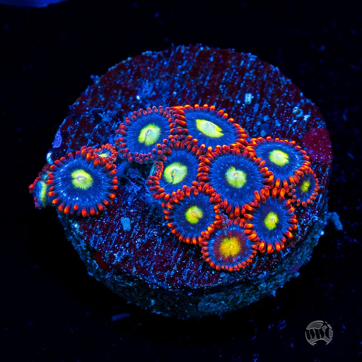 WWC Monster Mash Zoanthids