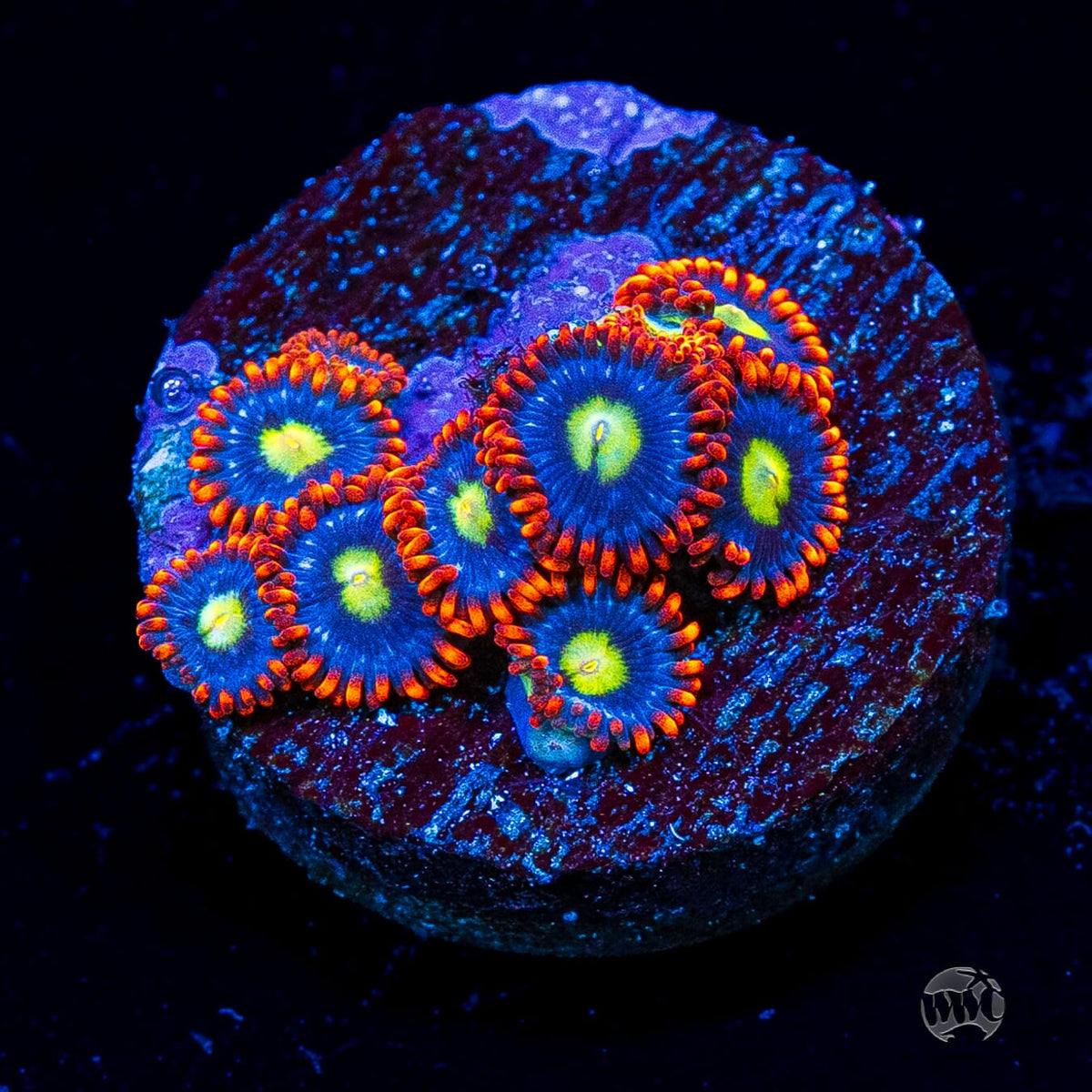 WWC Monster Mash Zoanthids