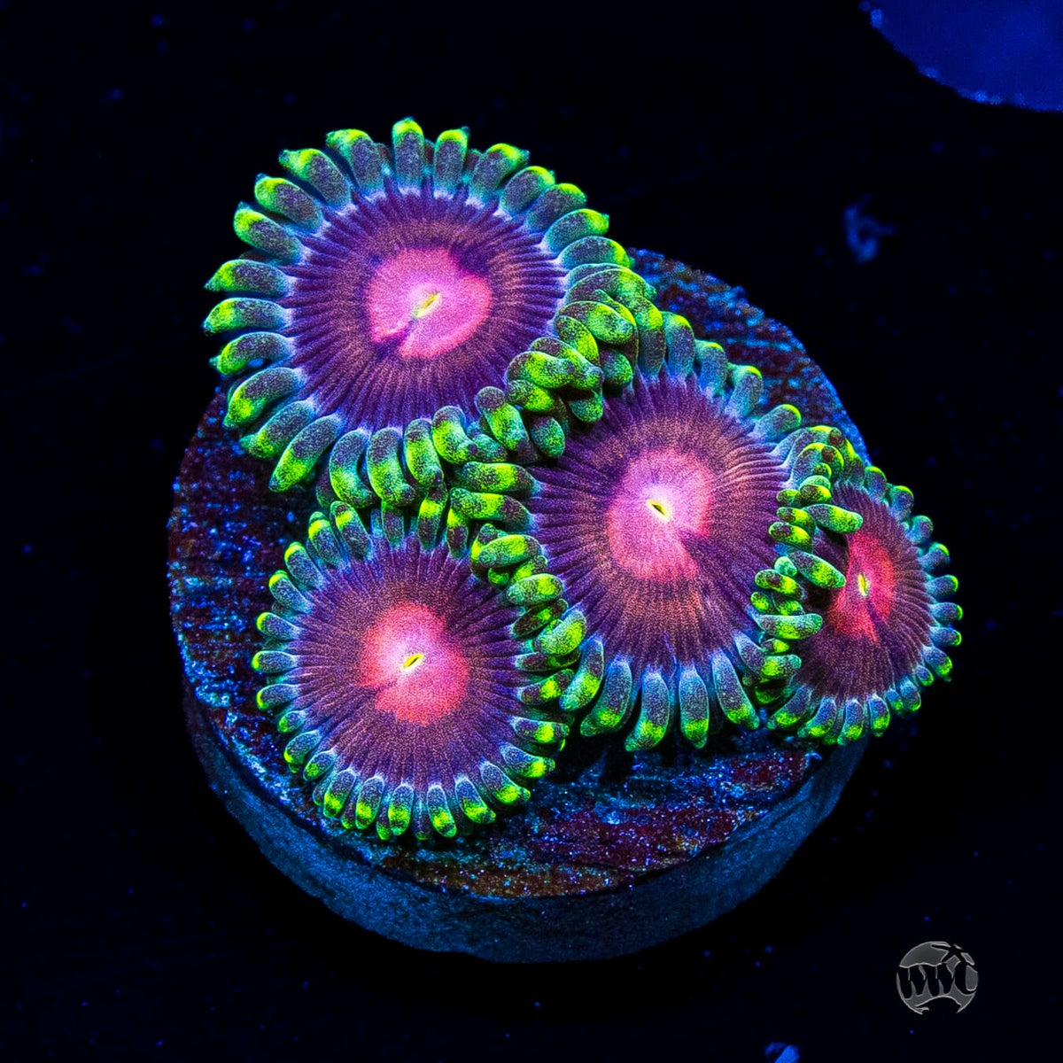WWC Lucky Kentucky Zoanthids