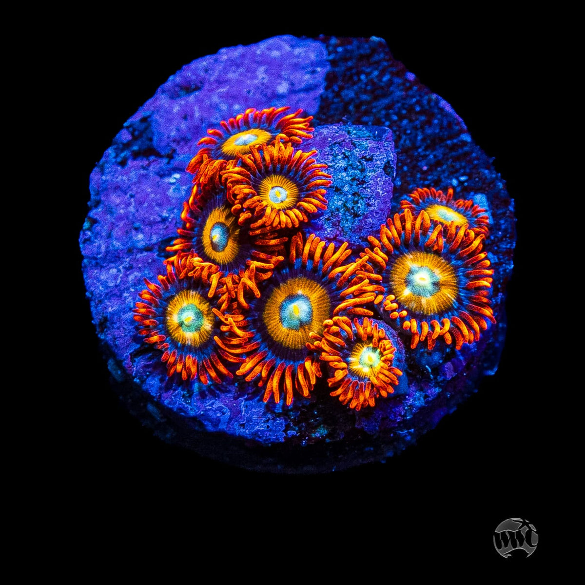 WWC Blondies Zoanthids